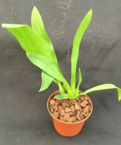 Bratonia Charles M. Fitch 'Izumi' AM/AOS, Orchid Plant