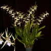 Bratonia Phoenix Rising 'White Light' Oncidium like Orchid Plant Near Blooming Size Shipped in 3" Pot