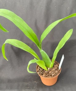 Bratonia Phoenix Rising 'White Light' Oncidium like Orchid Plant Near Blooming Size Shipped in 3" Pot