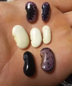 British Pop Scarlet Runner Bean (Phaseolus coccineus) 30 Seeds