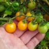 Broad Ripple Yellow Cherry Tomato Seeds (30 Seeds)