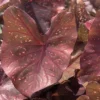 Burning Heart Caladium Bulbs - Bronze Pink Perennial Plant