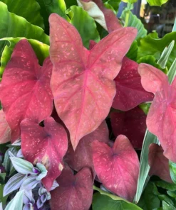 Burning Heart Caladium Bulbs - Bronze Pink Perennial Plant