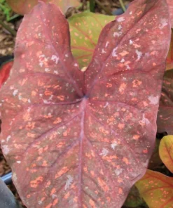 Burning Heart Caladium Bulbs - Bronze Pink Perennial Plant