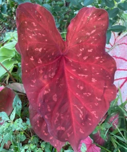 Burning Heart Caladium Bulbs - Bronze Pink Perennial Plant