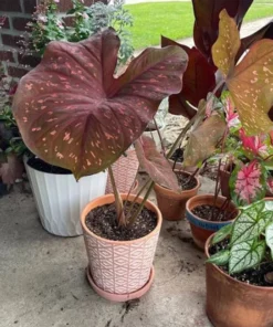 Burning Heart Caladium Bulbs - Bronze Pink Perennial Plant