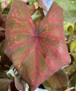 Burning Heart Caladium Bulbs - Bronze Pink Perennial Plant