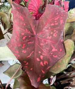 Burning Heart Caladium Bulbs - Bronze Pink Perennial Plant