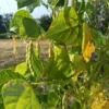 Cades Cove Stick Bean Heirloom Seeds