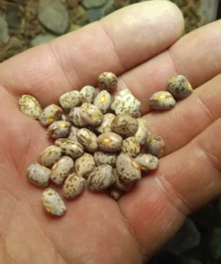 Cades Cove Stick Bean Heirloom Seeds