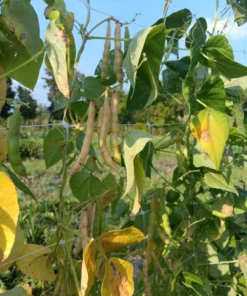 Cades Cove Stick Bean Heirloom Seeds