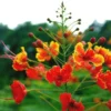 Caesalpinia Pulcherrima Seeds 50 Peacock Flower Seeds