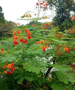 Caesalpinia Pulcherrima Seeds 50 Peacock Flower Seeds