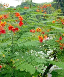 Caesalpinia Pulcherrima Seeds 50 Peacock Flower Seeds