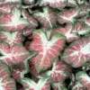 Caladium Dawn to Dusk Bulbs (2 Pack) Size #2 – Multi-Colored Tropical Leaves