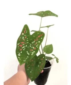 Caladium Florida Clown Size #2 Bulbs - Rare Red Green White Perennial Plant