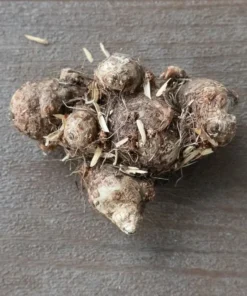 Caladium Florida Clown Size #2 Bulbs - Rare Red Green White Perennial Plant