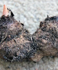 Caladium Florida Clown Size #2 Bulbs - Rare Red Green White Perennial Plant