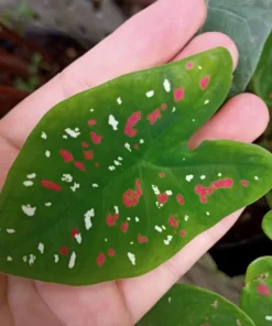 Caladium Florida Clown Size #2 Bulbs - Rare Red Green White Perennial Plant