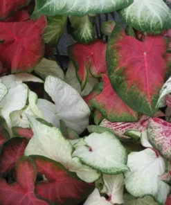Caladiums Pink Random Mix Value Pack (6 Bulbs) - Medium Size Fancy Leaf