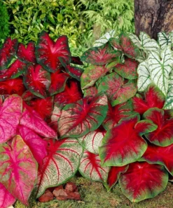 Caladiums Pink Random Mix Value Pack (6 Bulbs) - Medium Size Fancy Leaf