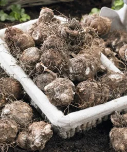 Caladiums Pink Random Mix Value Pack (6 Bulbs) - Medium Size Fancy Leaf