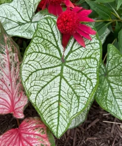 Candidum Caladium Bulbs (2 Pack) – White Heart-Shaped Leaves with Green Veins