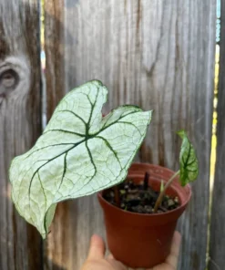 Candidum Caladium Bulbs (2 Pack) – White Heart-Shaped Leaves with Green Veins