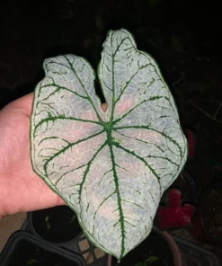Candidum Caladium Bulbs (2 Pack) – White Heart-Shaped Leaves with Green Veins