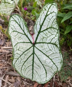 Candidum Caladium Bulbs (2 Pack) – White Heart-Shaped Leaves with Green Veins