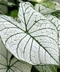 Candidum Caladium Bulbs (2 Pack) – White Heart-Shaped Leaves with Green Veins