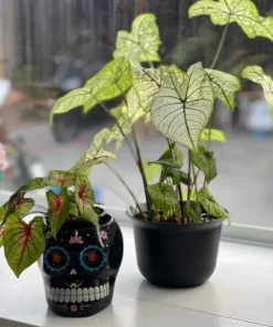 Candidum Caladium Bulbs (2 Pack) – White Heart-Shaped Leaves with Green Veins