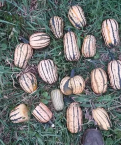 Candystick Dessert Delicata Winter Squash Seeds