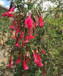 Cantua buxifolia 'Hot Pants' Flowering Shrub 3.5