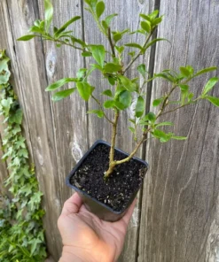 Cantua buxifolia 'Hot Pants' Flowering Shrub 3.5