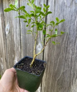Cantua buxifolia 'Hot Pants' Flowering Shrub 3.5