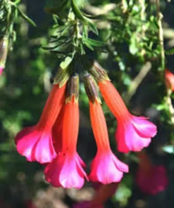 Cantua buxifolia 'Hot Pants' Flowering Shrub 3.5