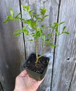 Cantua buxifolia 'Hot Pants' Flowering Shrub 3.5