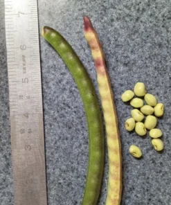 Carolina Crowder Southern Pea (Vigna unguiculata) Seeds