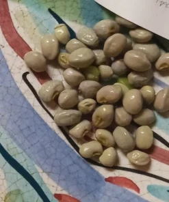 Carolina Crowder Southern Pea (Vigna unguiculata) Seeds
