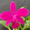 Cattleya Miyuki Little King. Blooming Size Miniature Cattleya Orchid Shipped in 4" Pot