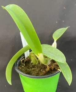 Cattleya Miyuki Little King. Blooming Size Miniature Cattleya Orchid Shipped in 4" Pot