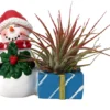 Ceramic Snowman Planter with Santa Hat and Live Tillandsia Air Plant 4" Holiday Gift