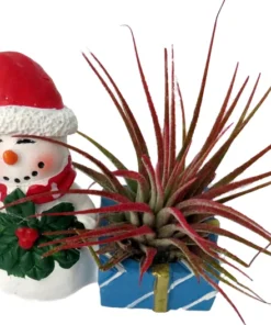 Ceramic Snowman Planter with Santa Hat and Live Tillandsia Air Plant 4" Holiday Gift