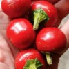 Cherry Bomb Pickling Pepper Open-pollinated (30 Seeds)