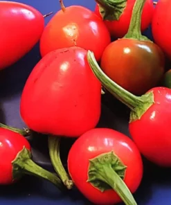 Cherry Bomb Pickling Pepper Open-pollinated (30 Seeds)