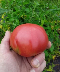 Cindy's West Virginia Heirloom Tomato (30 Seeds)