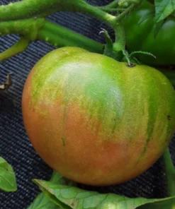 Cindy's West Virginia Heirloom Tomato (30 Seeds)