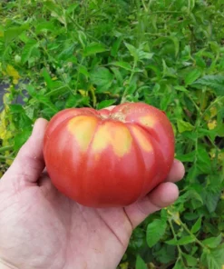 Cindy's West Virginia Heirloom Tomato (30 Seeds)