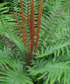 Cinnamon Fern 3 Small Bare Root Osmunda Cinnamomea for Shaded Gardens and Wet Soils